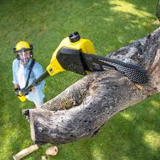 Best Tree Maintenance Programs  in Mcgaheysville, VA